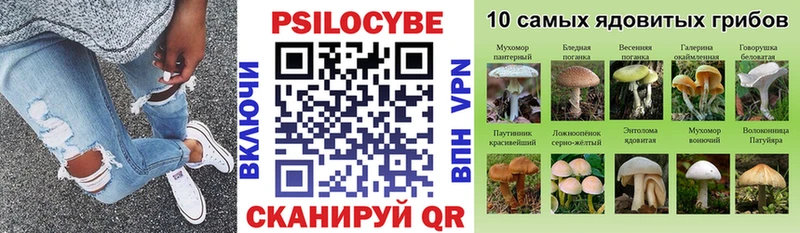 купить   Барыш  Псилоцибиновые грибы Cubensis 